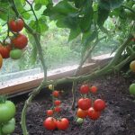 Фото 48: Фото помидор и томатов