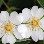 Фото 20: Цветки белой лапчатки