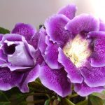 Фото 69: Цветок Глоксиния