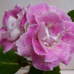 Фото 3: Цветы глоксиния розовая