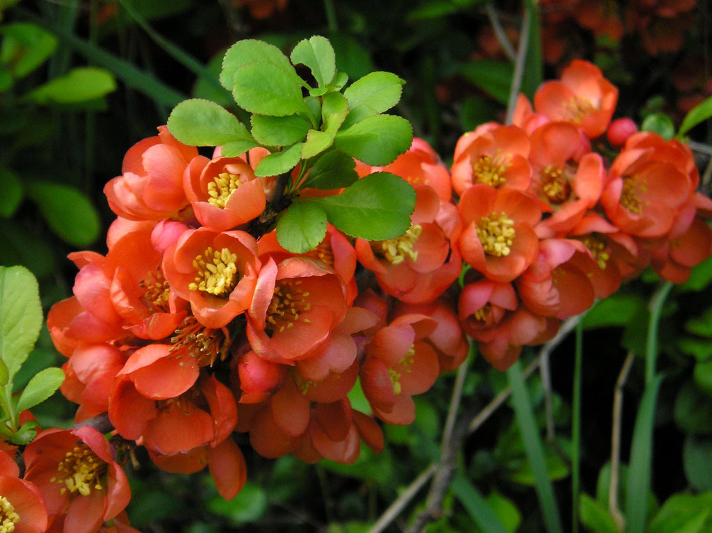 Айва японская фото. Айва хеномелес. Айва японская. Chaenomeles japonica (хеномелес). Айва кустарник.