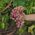 Фото 38: Агротехника виноград