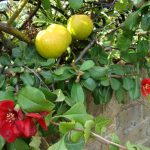 Фото 2: Айва красная с плодами