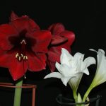Фото 9: Белый и красный цветки