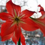 Фото 39: Красный цветок