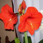 Фото 44: Красный цветок гиппеаструм