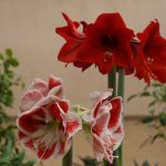 Фото 37: Красный цветок сорт
