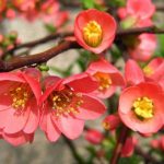 Фото 42: Розовые цветки айвы