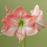Фото 67: Розовый цветок