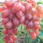 Фото 89: Сорт винограда Румба