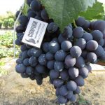 Фото 40: Сорт винограда восторг