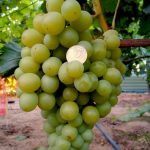 Фото 19: Сорта винограда