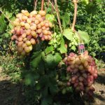 Фото 72: Сорта винограда