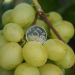 Фото 24: Сорта винограда Кеша