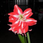 Фото 56: Цветы гиппеаструм