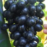 Фото 3: виноград чёрный