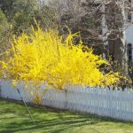 Фото 30: Жёлтое дерево