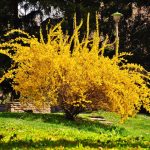 Фото 31: Жёлтое растение