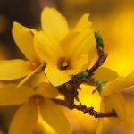 Фото 45: Форзиция жёлтый цветок