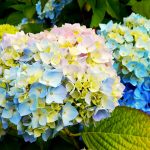 Фото 60: Цветы гортензии садовой
