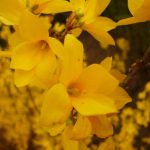 Фото 59: Цветок жёлтый
