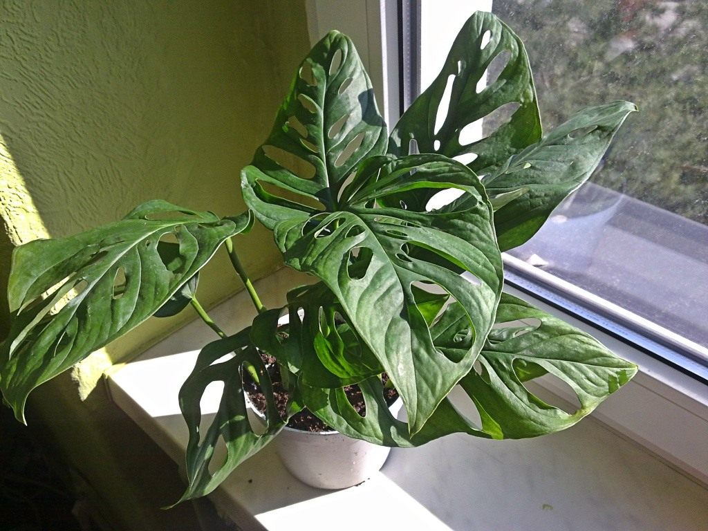 Монстера растение уход в домашних условиях комнатное фото