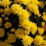 Фото 25: Садовые жёлтые хризантемы