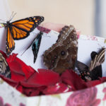 Фото 67: Сюрприз с живыми бабочками